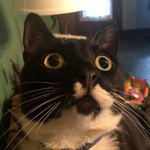 Meet your Posher, Carri